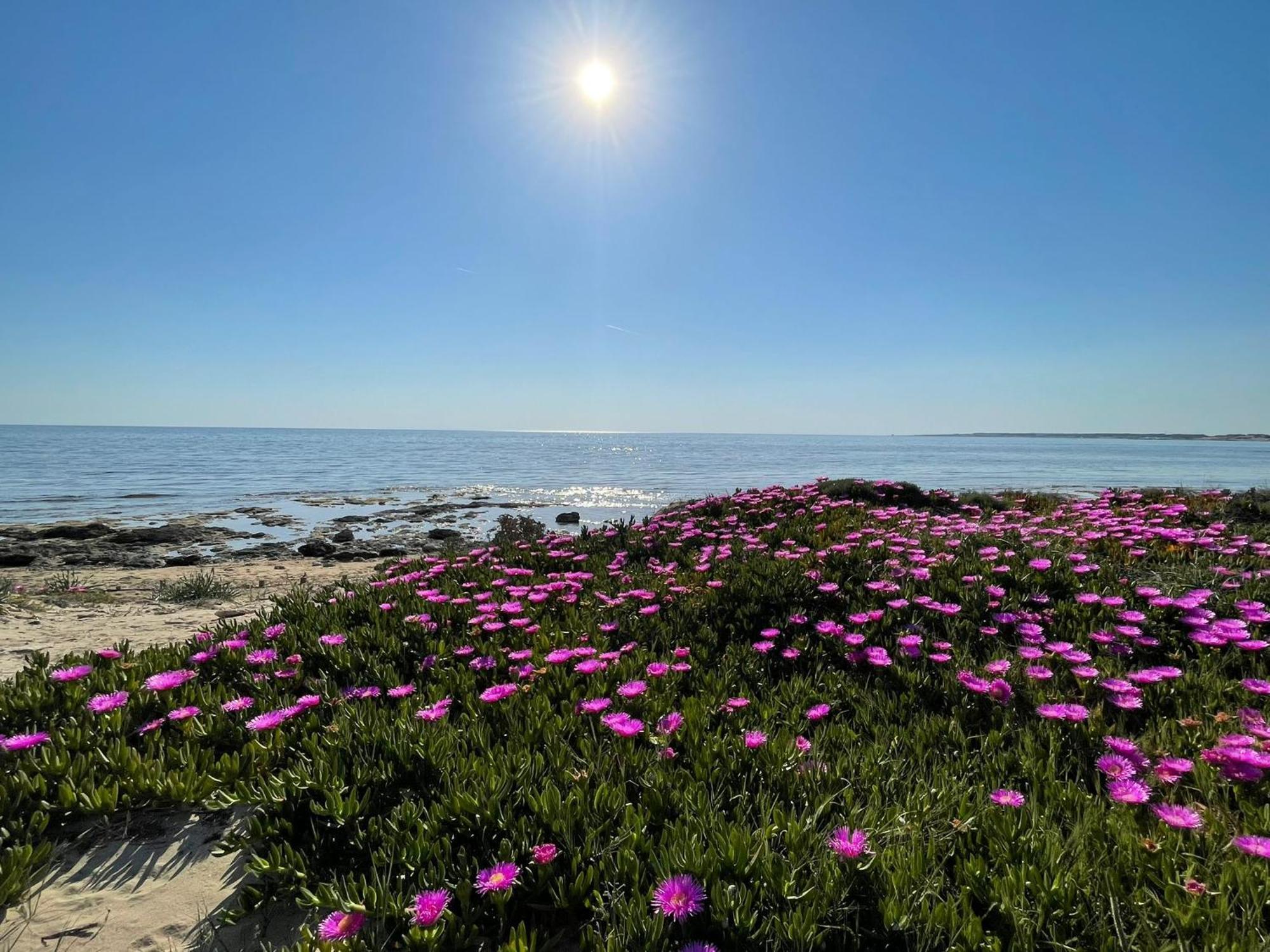 Home Salento 1 ตอร์เรวาโด ภายนอก รูปภาพ